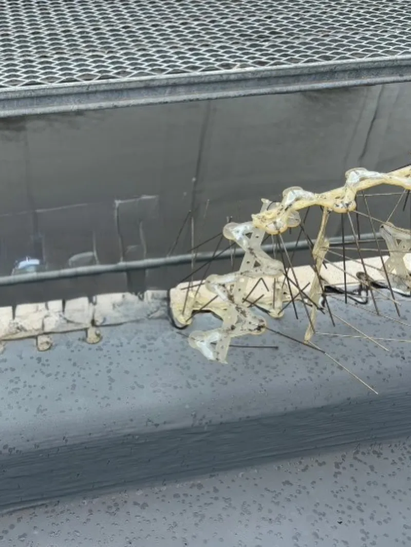 鳩よけ設置工事中の様子📸